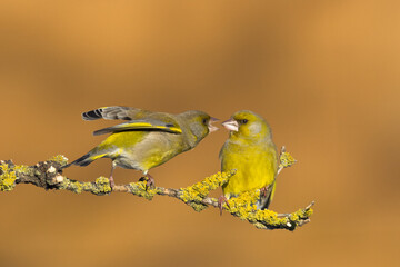 European greenfinch Chloris chloris or common greenfinch songbird winter time blurred background