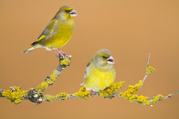 European greenfinch Chloris chloris or common greenfinch songbird winter time blurred background