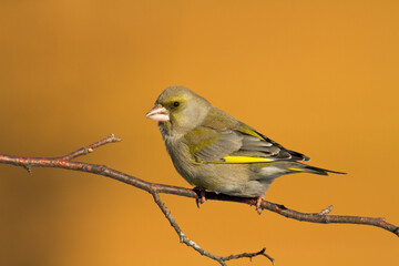 European greenfinch Chloris chloris or common greenfinch songbird winter time blurred background