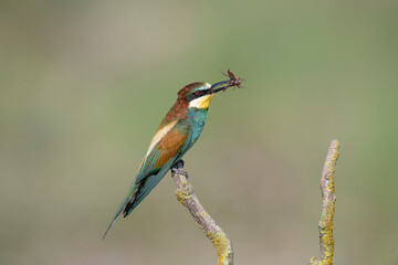 The Rainbow Bee-eater is perched on a tree branch. The bird comes from a bird family called Meropidae and is found in Turkey.