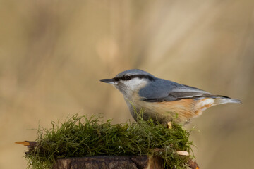 Bird Nuthatch Sitta europaea small bird in forest, Poland Europe