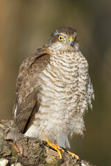 Birds of prey Sparrowhawk Accipiter nisus, hunting time bird sitting on the branch, Poland Europe