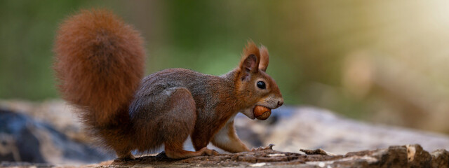 Animal wildlife background - Sweet cute red squirrel ( sciurus vulgaris ) sitting on stump in...