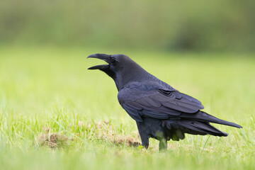 Bird beautiful raven ( Corvus corax ) North Poland Europe walking on green meadow