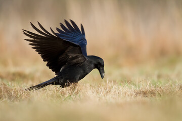 Bird beautiful raven ( Corvus corax ) North Poland Europe walking on green meadow
