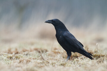 Bird beautiful raven ( Corvus corax ) North Poland Europe walking on green meadow