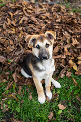 A homeless little very beautiful dog looks straight ahead, stands on a dry fallen autumn leaf and looks straight into the camera.