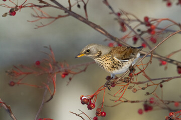 fieldfare, Turdus pilaris, bird eating berries on a hawthorn bush during Autumn season	