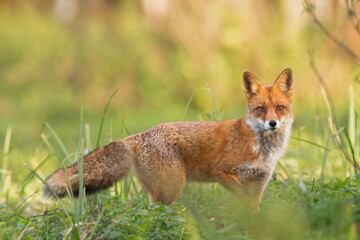 Naklejka na ściany i meble Fox Vulpes vulpes in autumn scenery, Poland Europe, animal walking among autumn meadow in amazing warm light