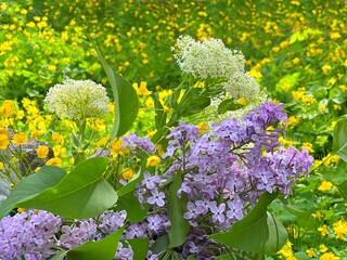 Spring flowers violet lilac, yellow meadow buttercup Ranunculus, Whitetop Lepidium draba, green grass in the garden.