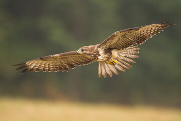 Common buzzard (Buteo buteo) in the fields in winter snow, buzzards in natural habitat, hawk bird...