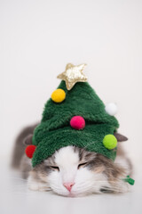 Christmas cat sleeping on a white background in a funny hat shaped like a Christmas tree. Vertical photo with space for text