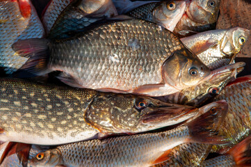 Lots of different fish caught in the boat. Fishing on the river in a boat, a big catch of fishermen. Fishing with spinning and nets, a male hobby. Commercial fishing.