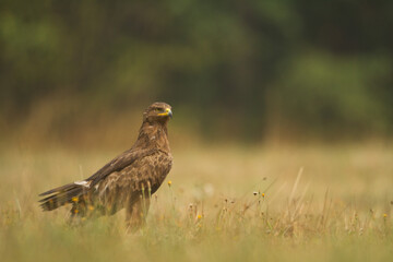 Naklejka na ściany i meble Birds of prey - Lesser Spotted Eagle ( Aquila pomarina ) 