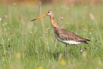 Bird with long beak Black-tailed Godwit Limosa limosa walking on green meadow spring time in Narew river valley, Poland Europe	