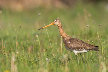 Bird with long beak Black-tailed Godwit Limosa limosa walking on green meadow spring time in Narew river valley, Poland Europe	