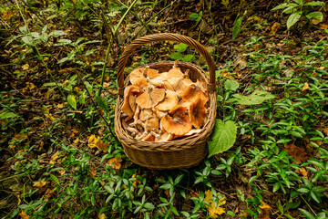 Fungus mushrooms in top view