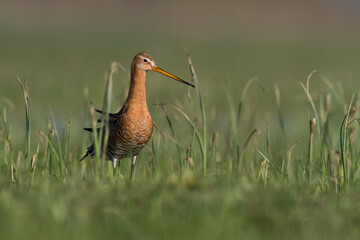 Bird with long beak Black-tailed Godwit Limosa limosa walking on green meadow spring time in Narew river valley, Poland Europe
