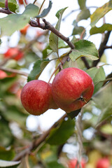 red apples on a tree