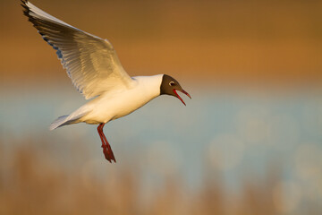 Bird black-headed gull Chroicocephalus ridibundus in flight spring time Poland, Europe