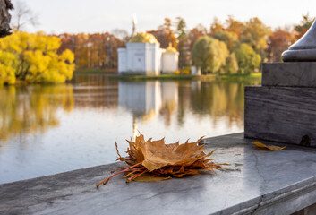 Autumn leaves on the background of the autumn landscape in the Catherine Park, Pushkin (Tsarskoye...