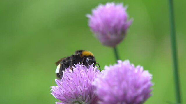 Bumblebee pollinating collects nectar and pollen on purple flowers.