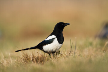Obraz premium The Eurasian Magpie or Common Magpie or Pica pica on the ground with colorful background, winter time 