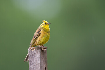 yellowhammer Emberiza citrinella on the branch amazing warm light sunset sundown