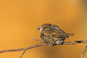 Bird House sparrow Passer domesticus	