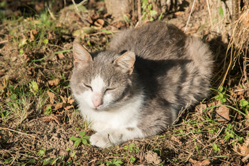 Naklejka na ściany i meble Country cat lying on green meadow in sunny summer day