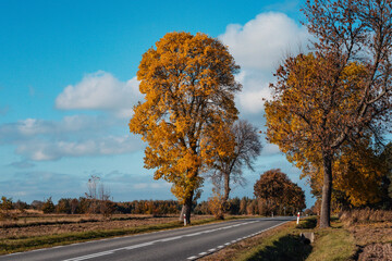 Drzewa jesienią przy drodze 