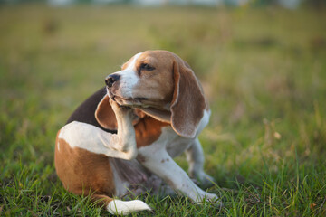Naklejka na ściany i meble A cute beagle dog scratching her body in the park.