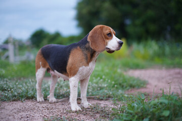 Portrait of an adorable beagle dog during standing on the  grass field.