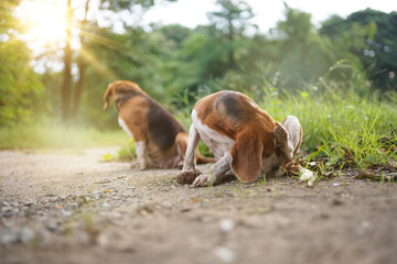 An adorable beagle dog scratching body after playing with other outdoor in the park .