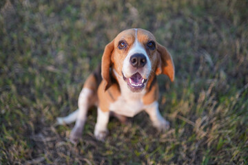 Close-up an adorable beagle eyes during sit on the grass field.