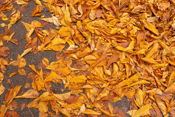 Autumn Sidewalk Top View. Yellow Fallen Leaves on Modern Pathway, Gray Concrete Paving Stones with Autumn Leaf Top View