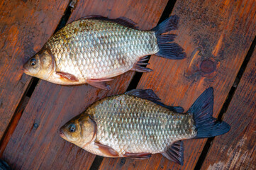 Fish on wooden boat background. Fishing on the river, a fisherman caught a fish. Fishing spinning and nets, male hobby. Commercial fishing.