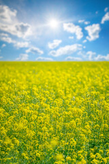 Obraz premium Amazing view of a field in a sunny particularly cloudy day