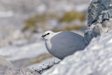 Lagopède alpin (Lagopus mutus) mâle en hiver au repos sur la neige. Alpes, France