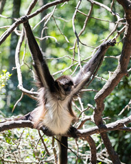 Geoffroy Klammeraffe im Monkeyland in Plettenberg Bay Südafrika