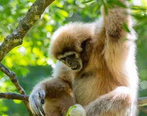Gibbon im Monkeyland in Plettenberg Bay Südafrika