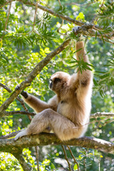 Gibbon im Monkeyland in Plettenberg Bay Südafrika