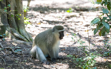 Grünmeerkatze in der Wildnis und Savannenlandschaft von Afrika