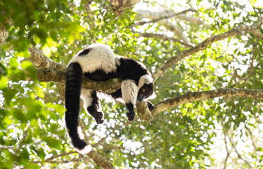 Obraz premium Schwarzweißer Vari im Monkeyland in Plettenberg Bay Südafrika