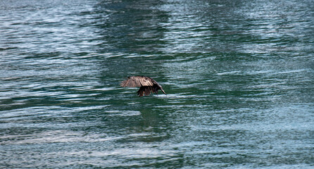 The great cormorant dries its feathers. Sea black bird.