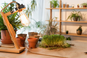 Lamp near flowerpots and plants on table at home.