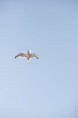 Seagull in flight against the sky