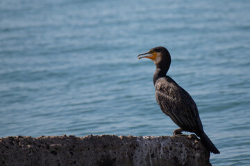 The great cormorant dries its feathers. Sea black bird.