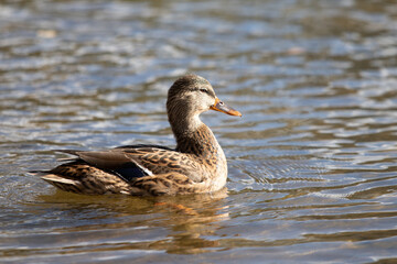 Wild ducks swim in the river, spring nature.