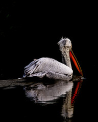 pelican in water